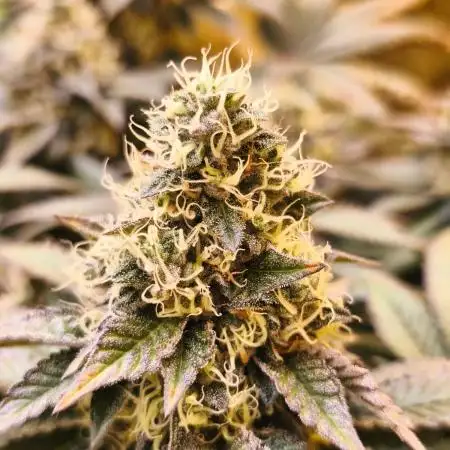 Calypso Sunrock, Elementz ➡️Anesia seeds