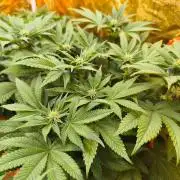 Calypso Sunrock, Elementz ➡️Anesia seeds