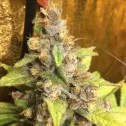 G13 Haze, Purple punch, Pineapple chunk
