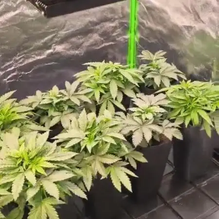 20 plants high 🍎⛽️🍉🍍🥥