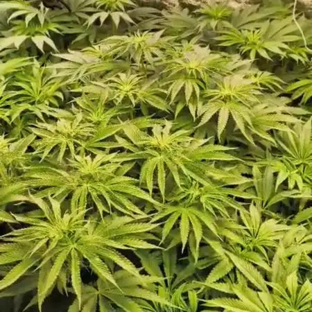 20 plants high 🍎⛽️🍉🍍🥥
