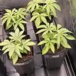 20 plants high 🍎⛽️🍉🍍🥥