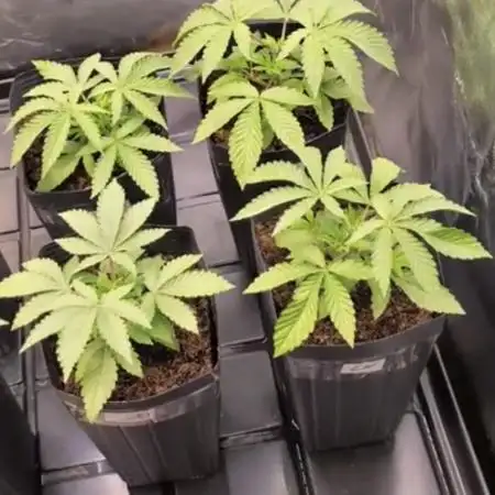 20 plants high 🍎⛽️🍉🍍🥥