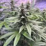 20 plants high 🍎⛽️🍉🍍🥥