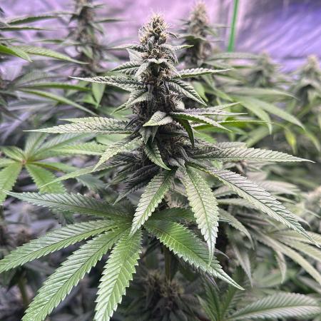 20 plants high 🍎⛽️🍉🍍🥥