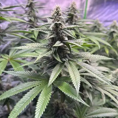 20 plants high 🍎⛽️🍉🍍🥥