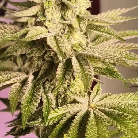 20 plants high 🍎⛽️🍉🍍🥥