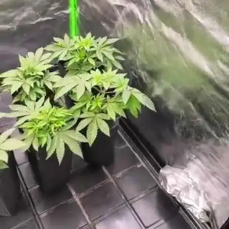 20 plants high 🍎⛽️🍉🍍🥥
