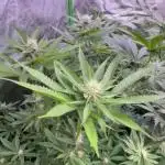 20 plants high 🍎⛽️🍉🍍🥥