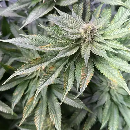 20 plants high 🍎⛽️🍉🍍🥥