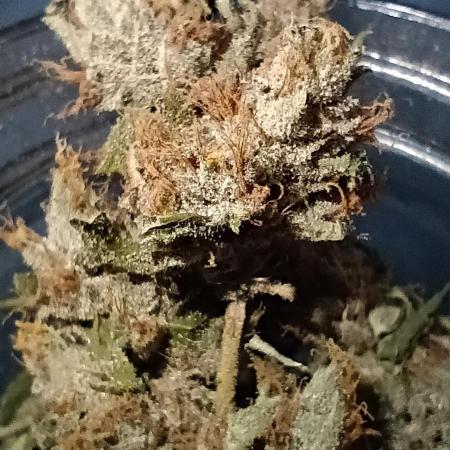 Mango Smile x Fugue State Auto