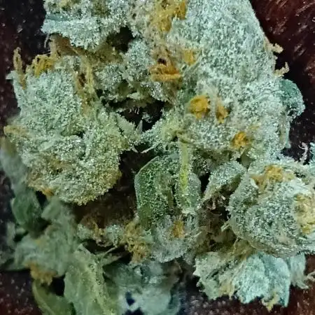 Mango Smile x Fugue State Auto