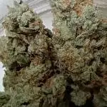 Wedding x Fugue State Auto
