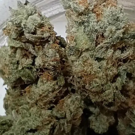 Wedding x Fugue State Auto