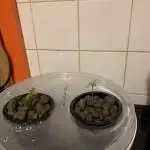 First grow