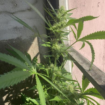 Auto Blueberry Banana