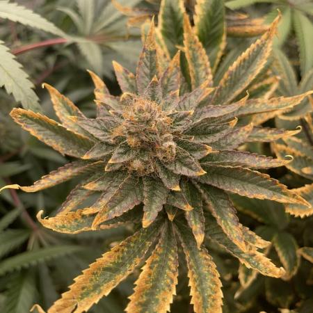 Runtz - Eternity Grow Cup 2025