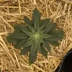 Blue Power Auto F4