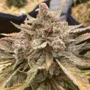 Strawberry Milk and Qookies Remix #2