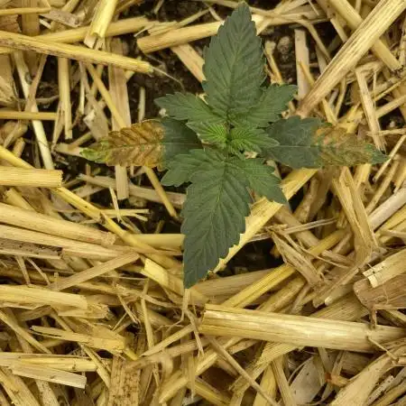 Blue Power Auto F4
