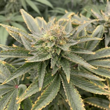 Runtz - Eternity Grow Cup 2025