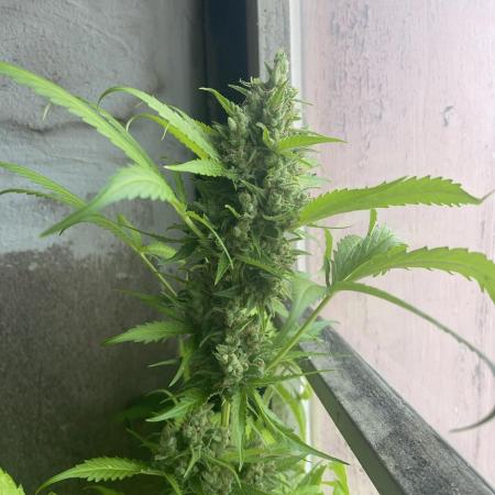 Auto Blueberry Banana