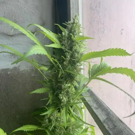 Auto Blueberry Banana