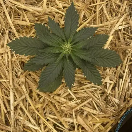 Blue Power Auto F4