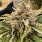 Strawberry Milk and Qookies Remix #2