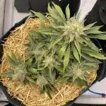 Strawberry Milk and Qookies Remix #2