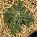 Blue Power Auto F4