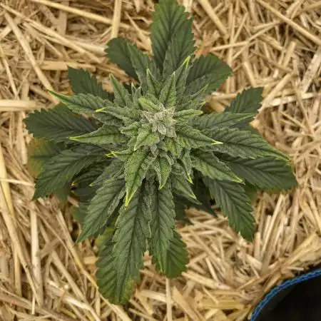 Blue Power Auto F4