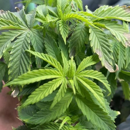 Fantasy Feast - Solo Cup Grow