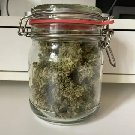 Auto Blueberry Banana