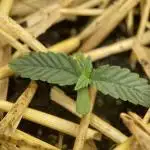 Blue Power Auto F4