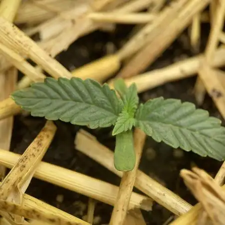 Blue Power Auto F4
