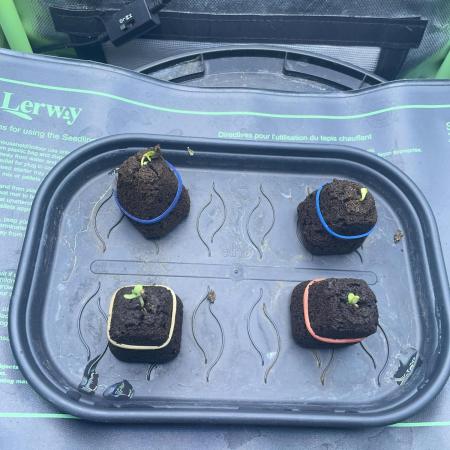 Blue Power Auto F4