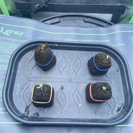 Blue Power Auto F4