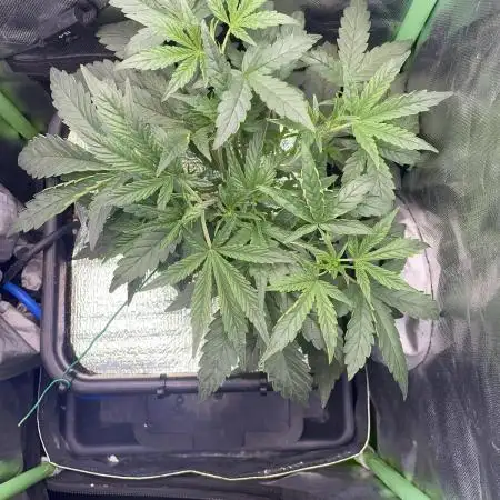 Double Grape