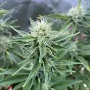 Sticky Broccoli