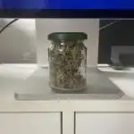 Fantasy Feast - Solo Cup Grow