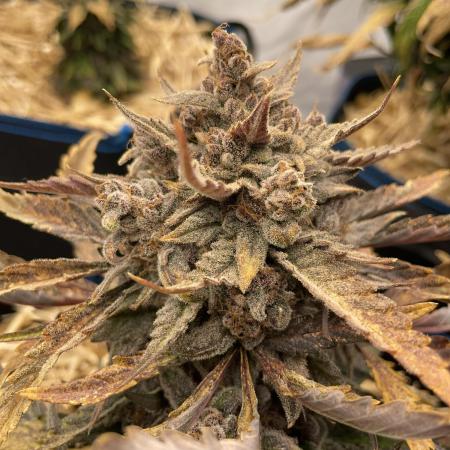 Strawberry Milk and Qookies Remix #2