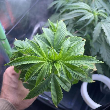 Fantasy Feast - Solo Cup Grow
