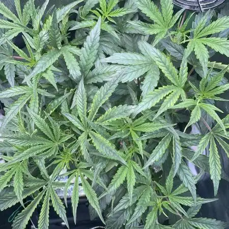 Double Grape