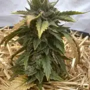 Blue Power Auto F4