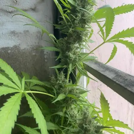 Auto Blueberry Banana