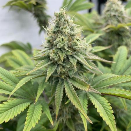 Plumz