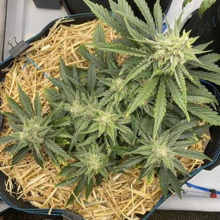 Strawberry Milk and Qookies Remix #2