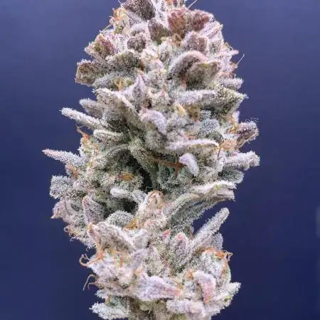 Double Grape