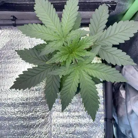 Double Grape